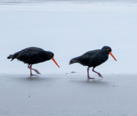 A pair of variable oystercatchers