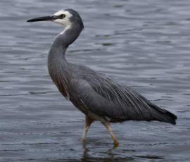 White faced heron wading in water